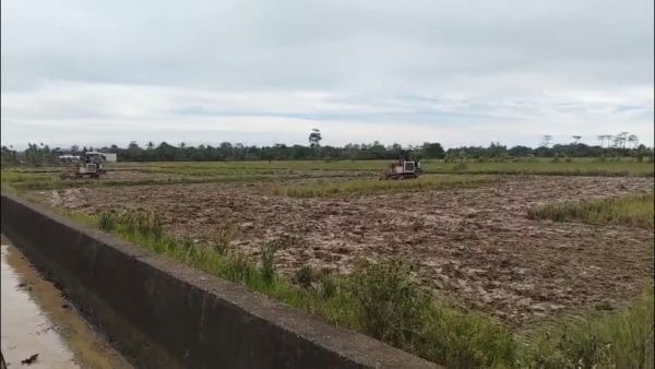 Lahan persawahan di Desa Sajau Hilir